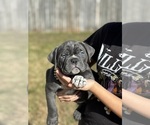 Puppy Puppy 1 American Bully