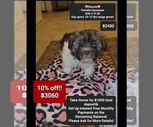 Havanese Puppy for sale in TUCSON, AZ, USA