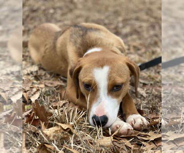 Medium Photo #7 Labbe Puppy For Sale in Attalka, AL, USA