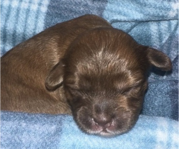 Medium Photo #3 Maltipoo (Miniature)-Shih Tzu Mix Puppy For Sale in MIDDLEBURG, FL, USA