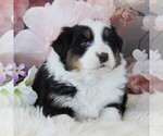 Small Photo #2 Australian Shepherd Puppy For Sale in KIRKWOOD, PA, USA