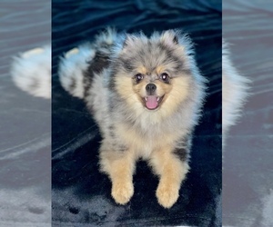 Pomeranian Puppy for sale in CORONA, CA, USA