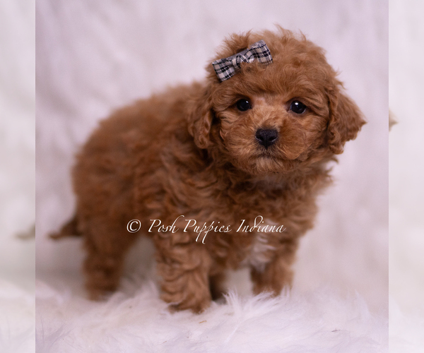 Medium Photo #23 Maltipoo (Miniature) Puppy For Sale in WARSAW, IN, USA