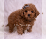 Small Photo #23 Maltipoo (Miniature) Puppy For Sale in WARSAW, IN, USA