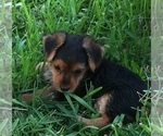 Small Photo #12 Morkie Puppy For Sale in NEW PORT RICHEY, FL, USA