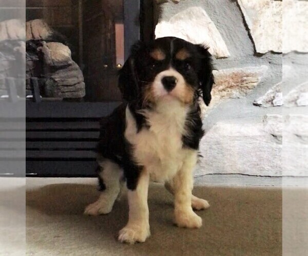Medium Photo #1 Cavalier King Charles Spaniel Puppy For Sale in PARKESBURG, PA, USA
