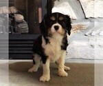 Small Photo #1 Cavalier King Charles Spaniel Puppy For Sale in PARKESBURG, PA, USA