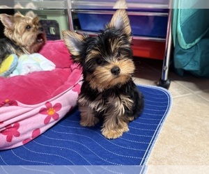 Yorkshire Terrier Puppy for sale in VALRICO, FL, USA