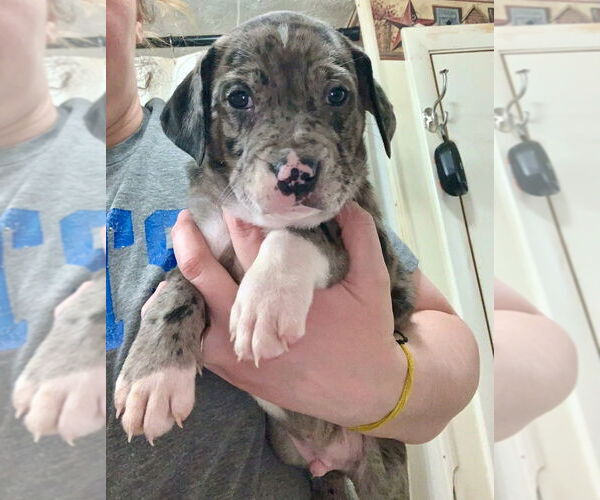 Medium Photo #2 American Foxhound-Catahoula Leopard Dog Mix Puppy For Sale in Aurora, IN, USA
