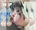 Small #1 American Foxhound-Catahoula Leopard Dog Mix