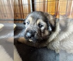 Puppy Puppy 3 German Shepherd Dog-Golden Shepherd Mix