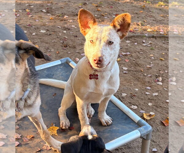 Medium Photo #2 Mutt Puppy For Sale in Canton, CT, USA