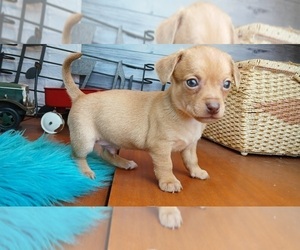Chihuahua Puppy for sale in CARTHAGE, TX, USA