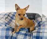 Small #3 Chihuahua