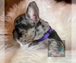 Small Photo #28 French Bulldog Puppy For Sale in BUCKS BAR, CA, USA