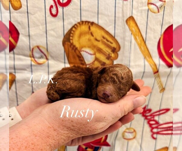 Medium Photo #1 Poodle (Toy) Puppy For Sale in WINNSBORO, LA, USA