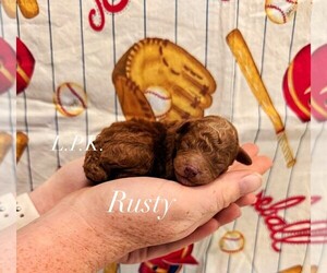 Poodle (Toy) Puppy for sale in WINNSBORO, LA, USA