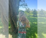 Small #7 Golden Retriever