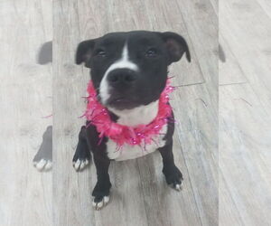 American Pit Bull Terrier Dogs for adoption in Murfreesboro, NC, USA
