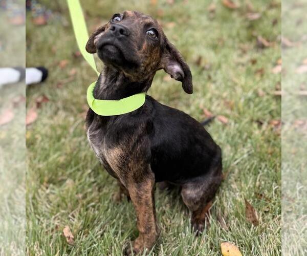 Medium Photo #3 Labrador Retriever-Unknown Mix Puppy For Sale in Yardley, PA, USA