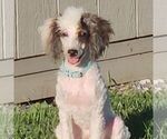 Small #9 Poodle (Miniature)