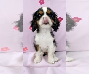Cavalier King Charles Spaniel Litter for sale in DOWAGIAC, MI, USA