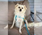 Small #1 Chihuahua Mix