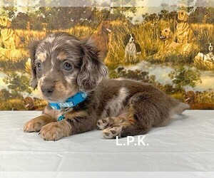 Dachshund Puppy for sale in WINNSBORO, LA, USA