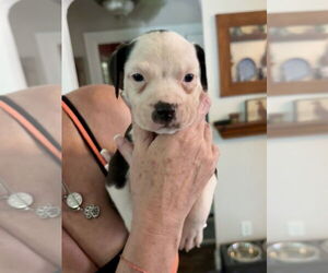 American Staffordshire Terrier-Unknown Mix Dogs for adoption in Brewster, NY, USA