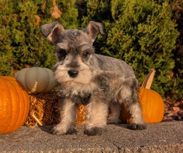 Medium Photo #31 Schnauzer (Miniature) Puppy For Sale in GOSHEN, IN, USA
