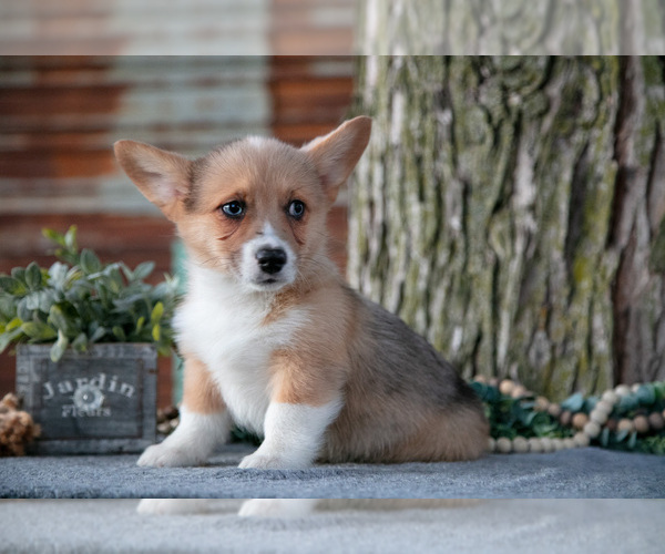 Medium Photo #7 Pembroke Welsh Corgi Puppy For Sale in MILLERSBURG, IN, USA