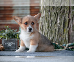 Small Photo #7 Pembroke Welsh Corgi Puppy For Sale in MILLERSBURG, IN, USA