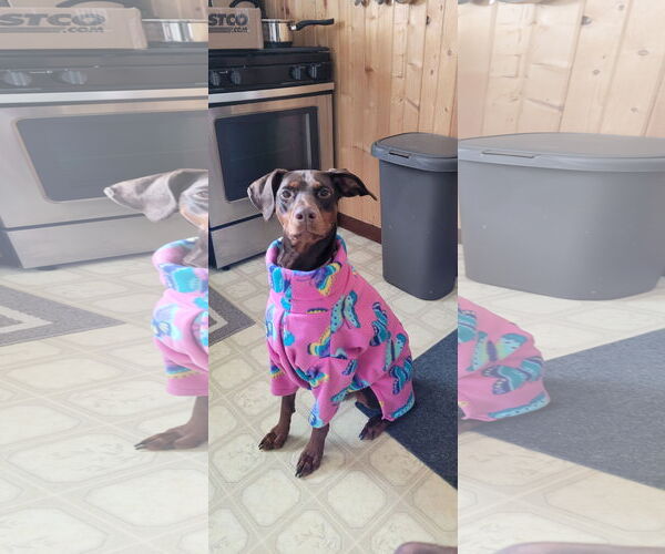 Medium Photo #6 Doberman Pinscher Puppy For Sale in Minneaoplis, MN, USA