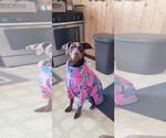 Small #5 Doberman Pinscher