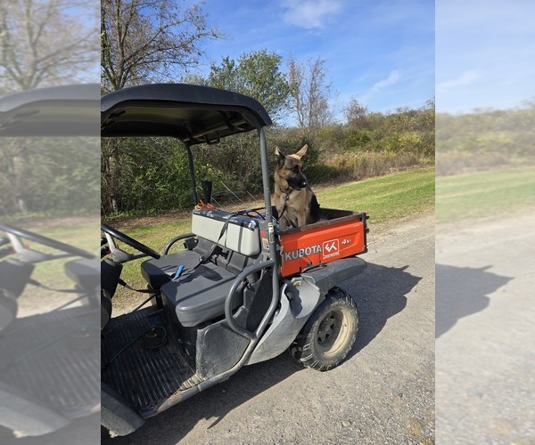 Medium Photo #49 German Shepherd Dog Puppy For Sale in LA FAYETTE, NY, USA