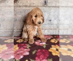Small #17 Goldendoodle mix (+ Poodle Miniature)