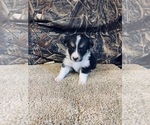 Puppy 1 Mini Australian Shepterrier-Pembroke Welsh Corgi Mix