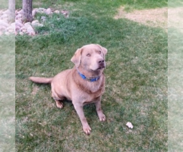 Medium Photo #1 Labrador Retriever Puppy For Sale in SANTA MONICA, CA, USA