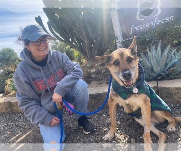 Medium Photo #6 German Shepherd Dog-Unknown Mix Puppy For Sale in  Ramona, CA, USA