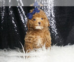 Puppy GOLDEN NUGGET Maltipoo