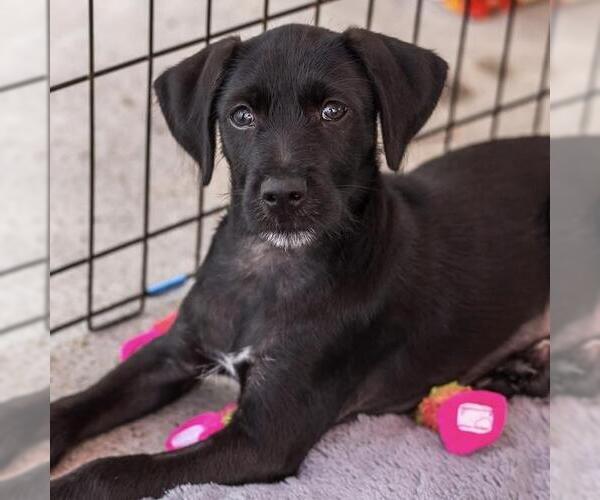 Medium Photo #1 Mutt Puppy For Sale in San Diego, CA, USA