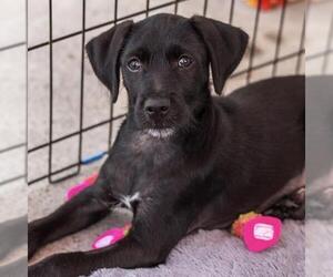 Mutt Dogs for adoption in San Diego, CA, USA
