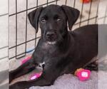 Dancer Pup - Tango - Female Mutt Dog for Adoption - Small photo