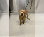 RAMEN - Male Labrottie Dog for Adoption - Small photo