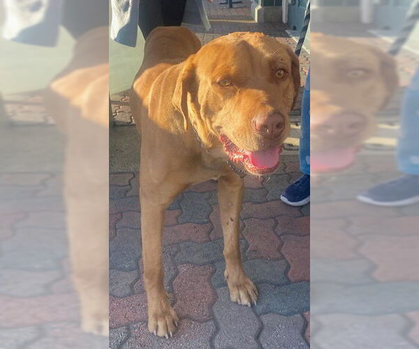 Medium Photo #1 Labrador Retriever-Unknown Mix Puppy For Sale in Rancho Cucamonga, CA, USA