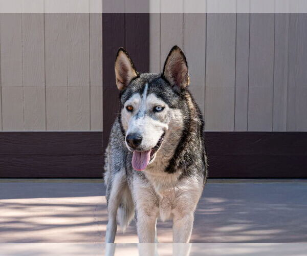 Medium Photo #7 Huskies -Unknown Mix Puppy For Sale in Lake Forest, CA, USA