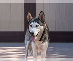 Small #6 Huskies  Mix