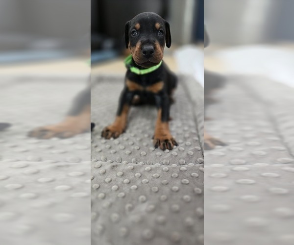 Medium Photo #4 Doberman Pinscher Puppy For Sale in WHEELING, IL, USA