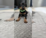 Small Photo #9 Doberman Pinscher Puppy For Sale in WHEELING, IL, USA