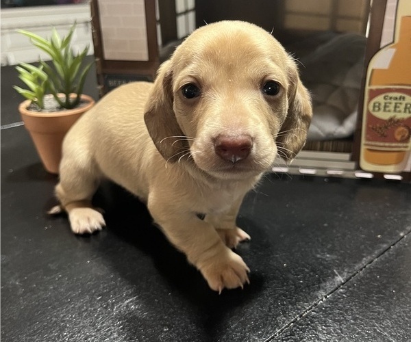 Medium Photo #1 Dachshund Puppy For Sale in SPRINGDALE, AR, USA